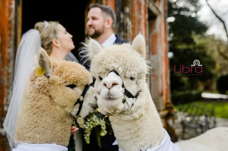 Alpaca photobomb at Larmertree garden wedding