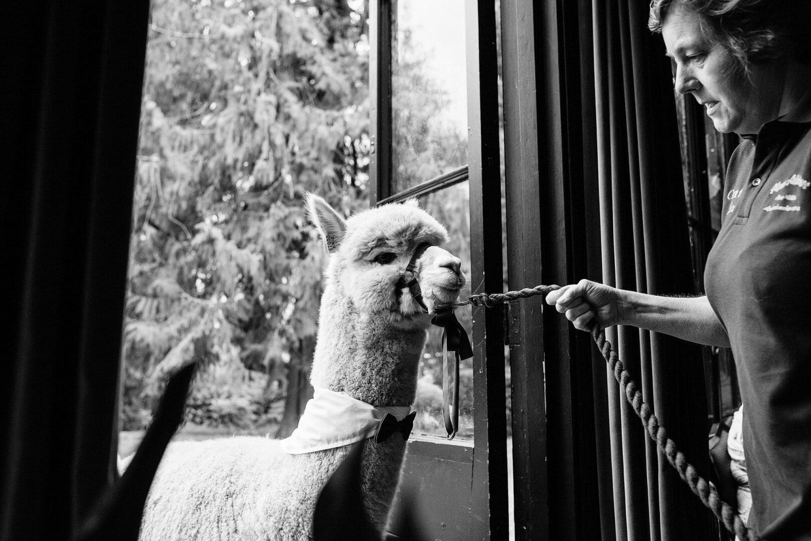 Larmertree garden wedding 40 Alpaca enters the ceremony at the Larmertree gardens in Wiltshire