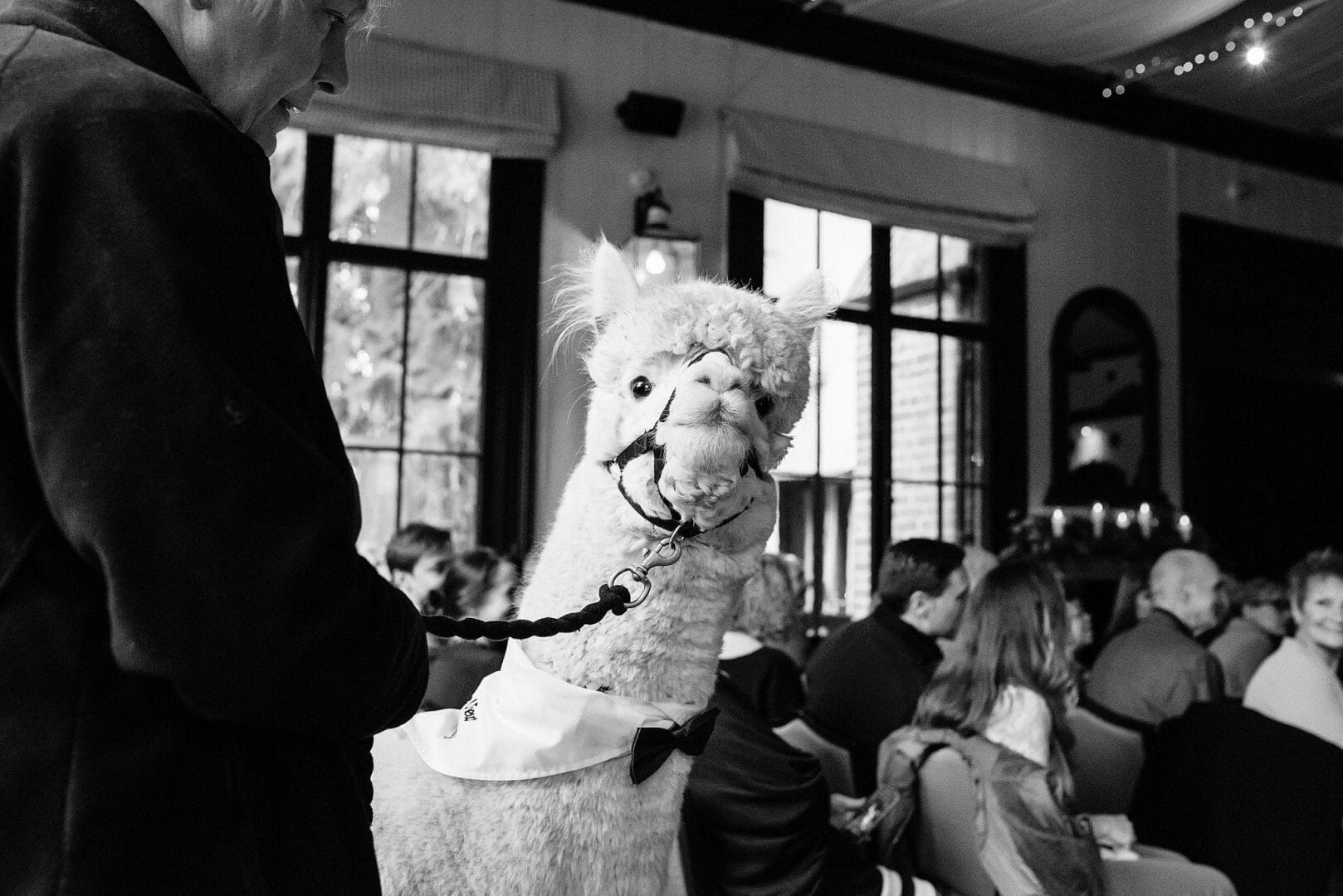Larmertree garden wedding 42 Alpaca looks at the camera and poses