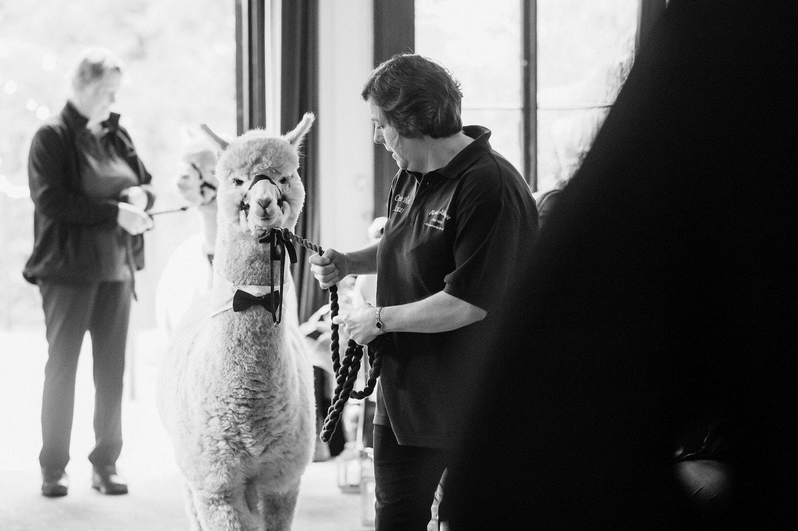 Larmertree garden wedding 44 Alpaca Delivers the rings at Larmertree Gardens