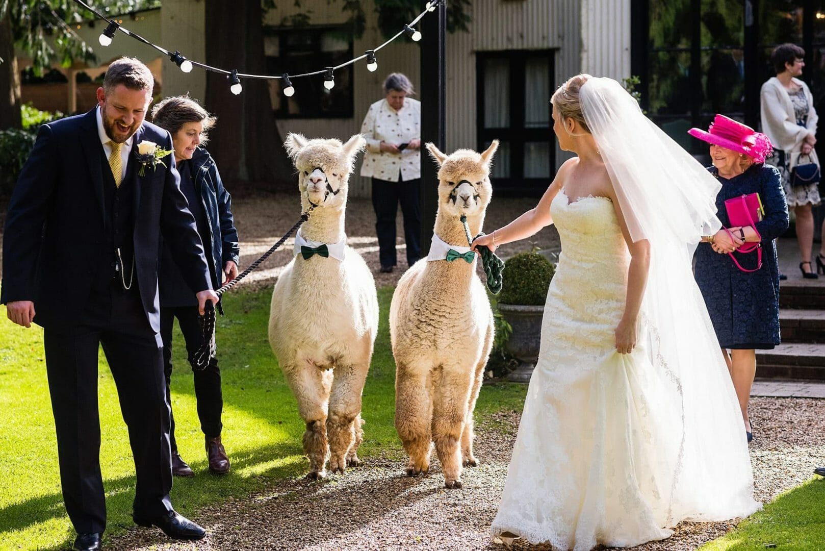 Larmertree garden wedding 50 Bride and Groom lead the Alpaca out of the wedding ceremony