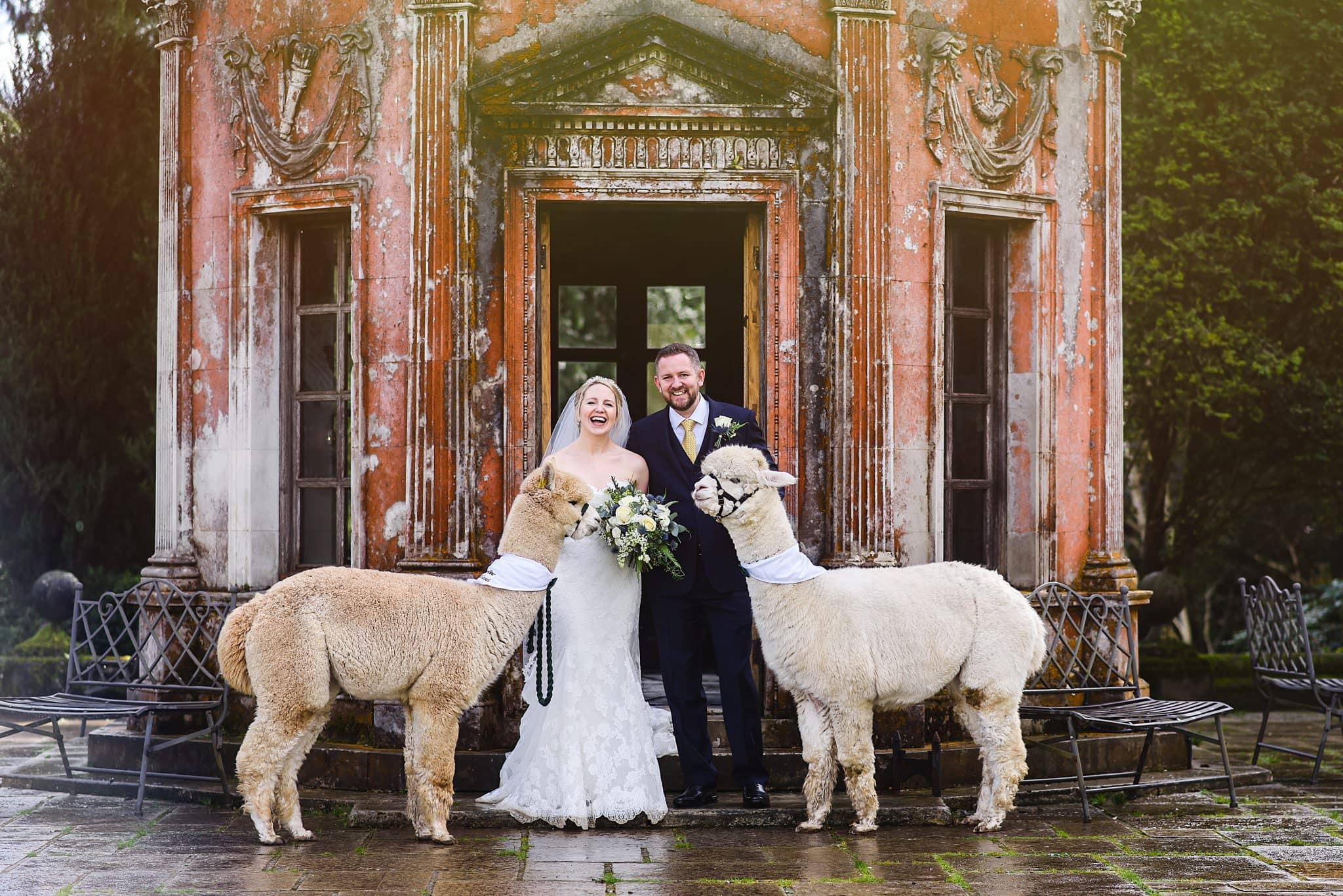 Laughing Groom with his bride as Alpaca tries to eat her bouquet at