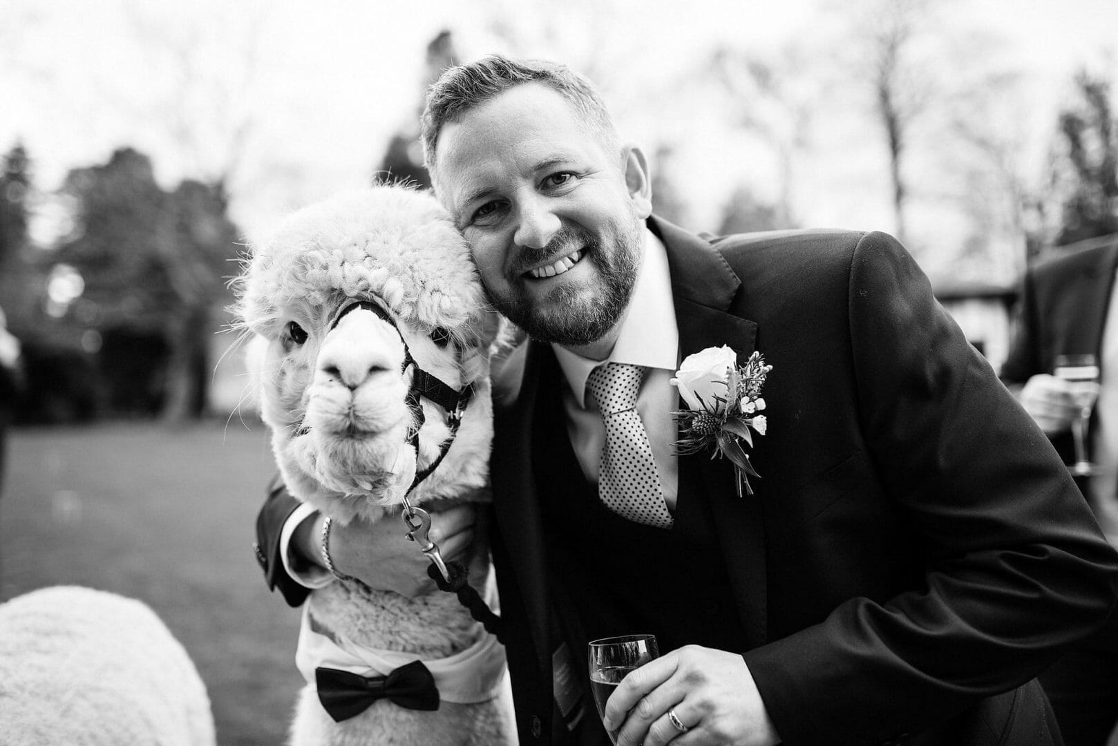 Larmertree garden wedding 82 Groom poses with the Alpaca during Larmer Tree Garden wedding