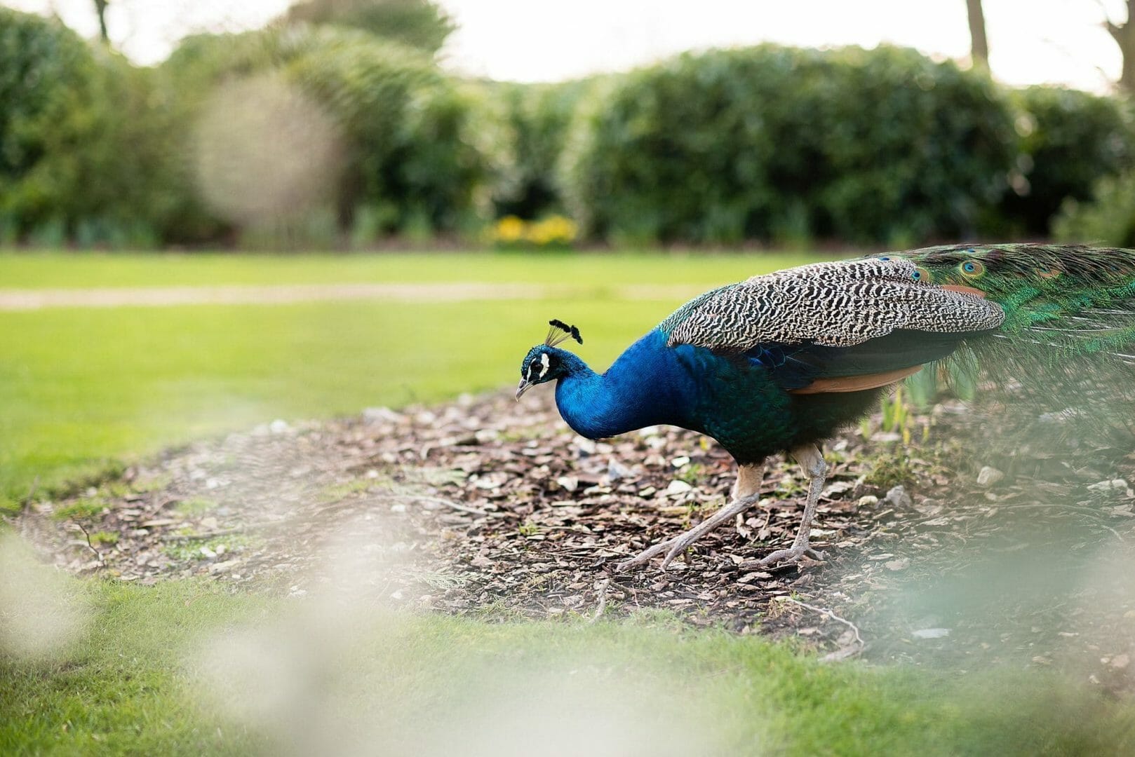 Larmertree garden wedding 78 Peacock at Wiltshire wedding Photography
