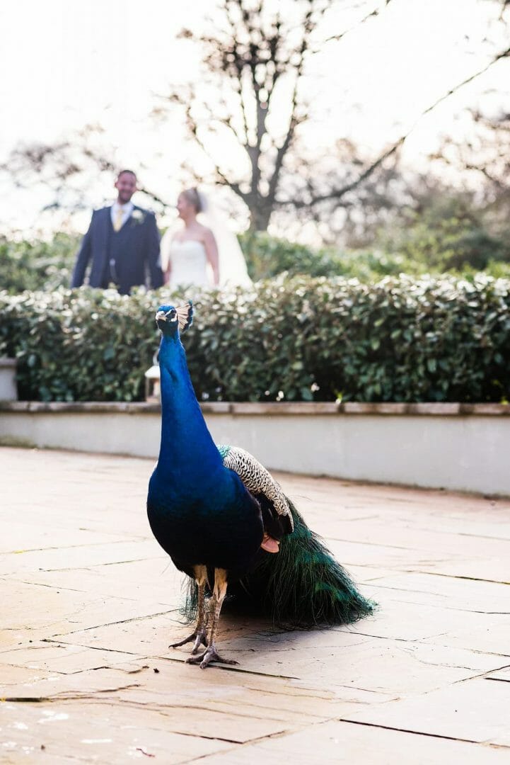 Larmertree wedding Peacock photobomb