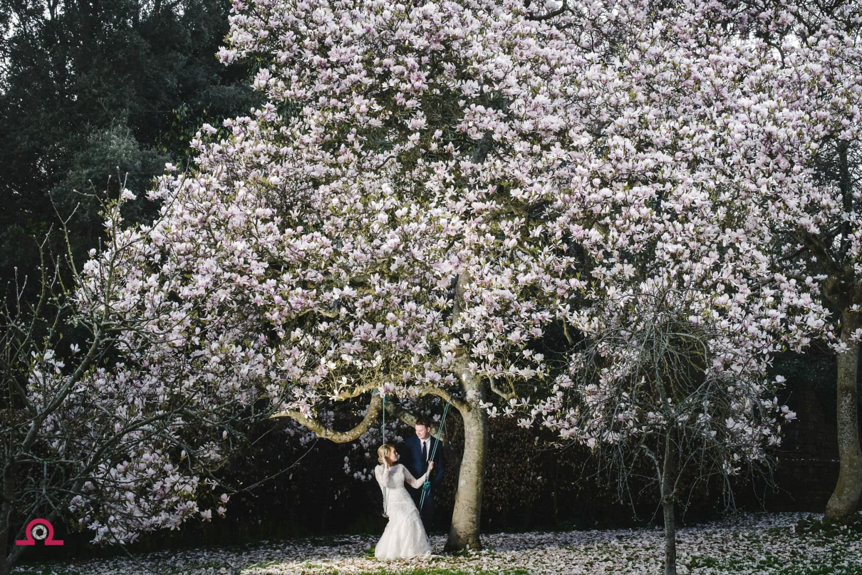 Magnolia tree at Brympton House 2 Magnolia at Brympton house